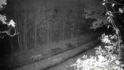 Стая белорусских волков, гуляющих по дороге, набрала 2 млн просмотров