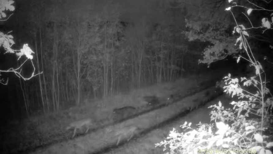 Стая белорусских волков, гуляющих по дороге, набрала 2 млн просмотров