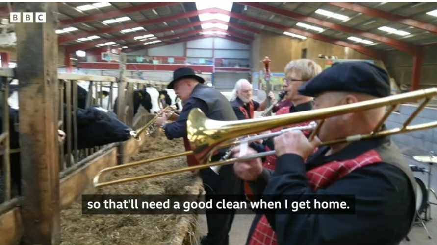 Фермер привезла в коровник джаз-бэнд, чтобы увеличить надои - "В полном восторге"
