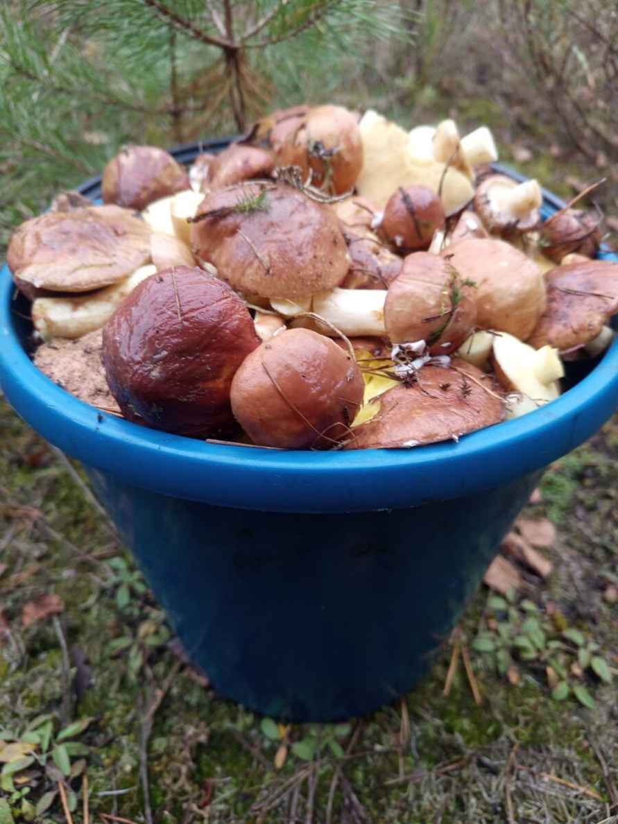 Что-то начинается – Центр и восток Беларуси включились в грибную охоту. Где пошли вешенки, маслята и опята?