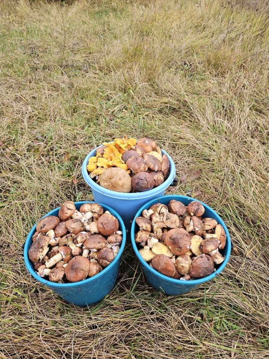 Что-то начинается – Центр и восток Беларуси включились в грибную охоту. Где пошли вешенки, маслята и опята?