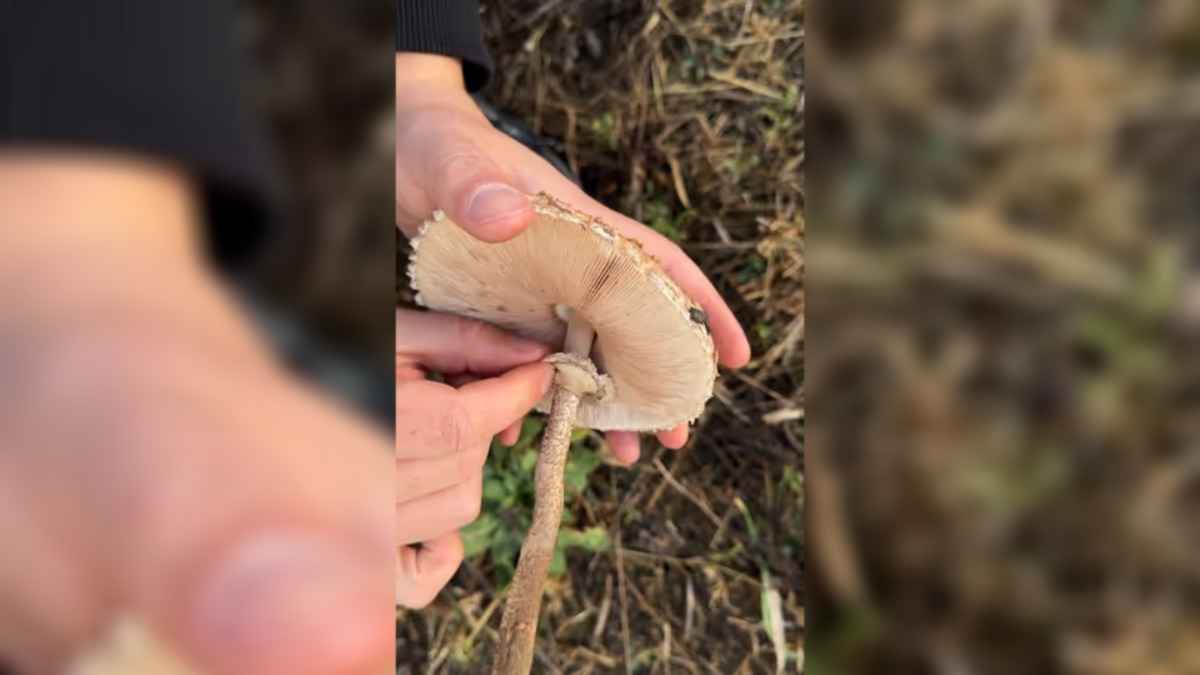 Белорусский грибник показал, как есть самую недооцененную "поганку"