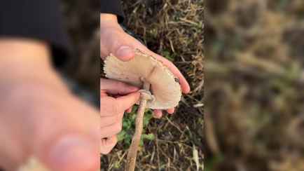 Белорусский грибник показал, как есть самую недооцененную «поганку»