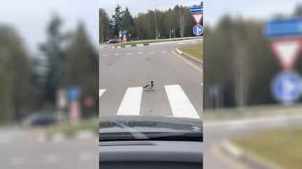 «В Беларуси даже птицы спешиваются» — Видео очень вежливой вороны покорило TikTok