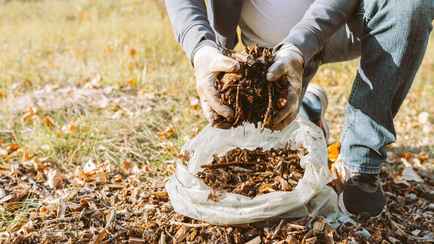 Чем белорусам замульчировать грядки и кустарники? Узнали, каким растениям хватит листвы, а когда она только навредит
