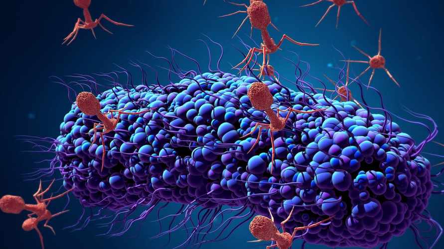 Учёные предложили вернуться к замене антибиотиков, найденной 100 лет назад. Помогут ли решить кризис супербактерий?