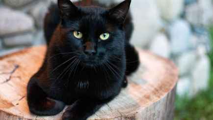В испанском городе запретили заводить дома черных кошек