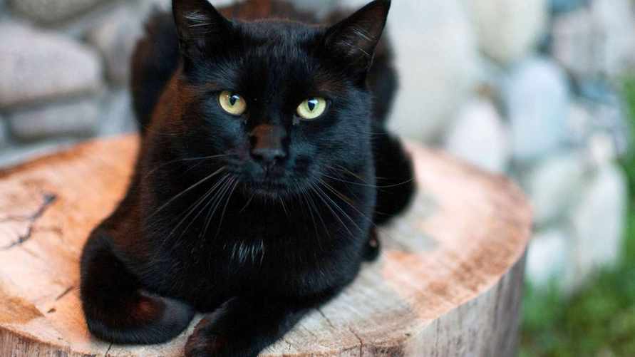В испанском городе запретили заводить дома черных кошек