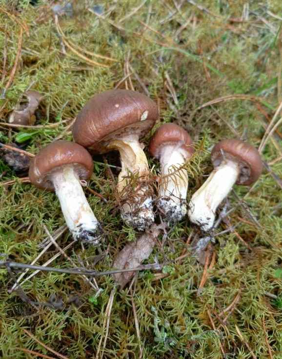 «В лесу мало, а тут попадаются» - Грибник показал, где белорусам набрать полные корзины белых в начале октября