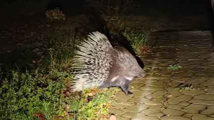 Жители деревни под Гомелем пожаловались на набеги дикобраза. Скрывался в лесах полгода?