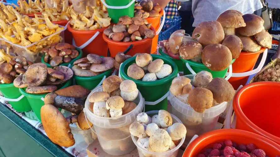 Сколько стоят грибы в Беларуси? Сравнили с ценами в Европе и узнали, где запредельные