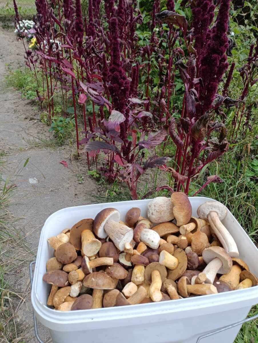 Белорусские грибники пожаловались на «абсолютно пустой» лес. А в каких областях объявили «подосиновиковый бум»?