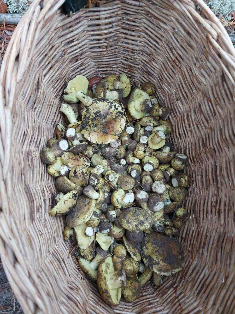 Белорусы показали, где в конце октября вывозят багажниками «самые вкусные грибочки»