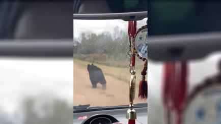 Под Крупками семья устроила гонки с медведем – «Он запомнил вашу машину»