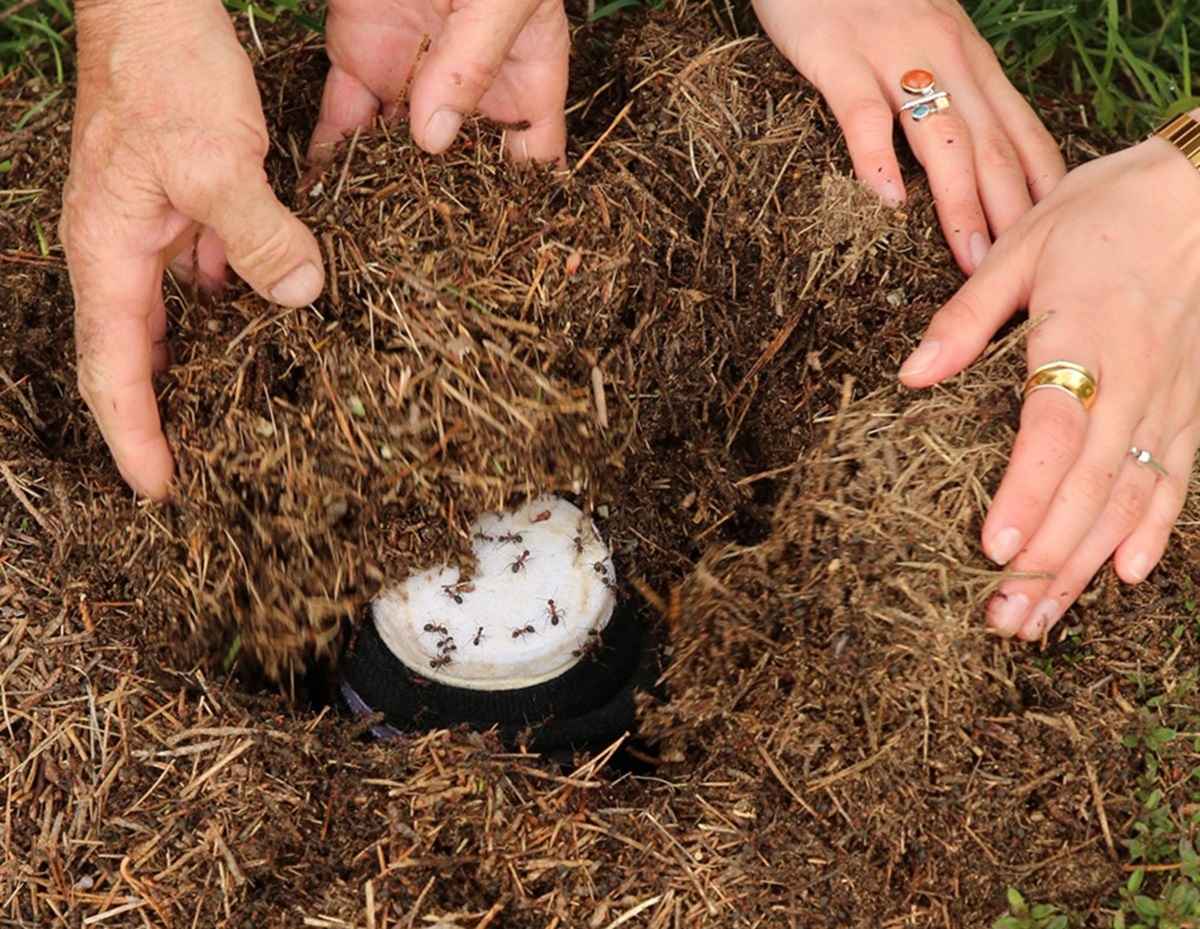 "Возьмите четырех живых муравьев" – Учёные изучили, откуда появился йогурт