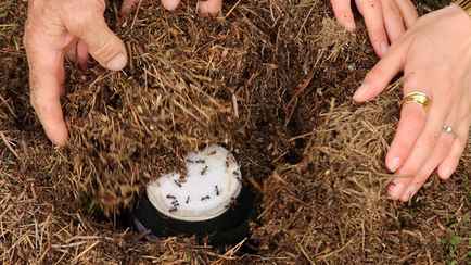 «Возьмите четырех живых муравьев» – Учёные изучили, откуда появился йогурт