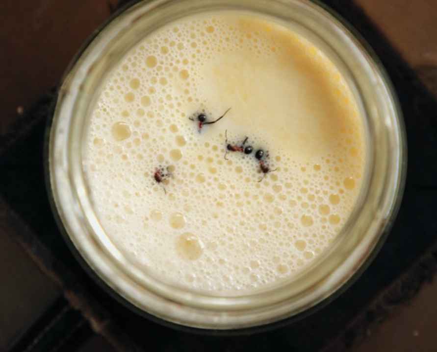 Возьмите четырех живых муравьев – Учёные изучили, откуда появился йогурт