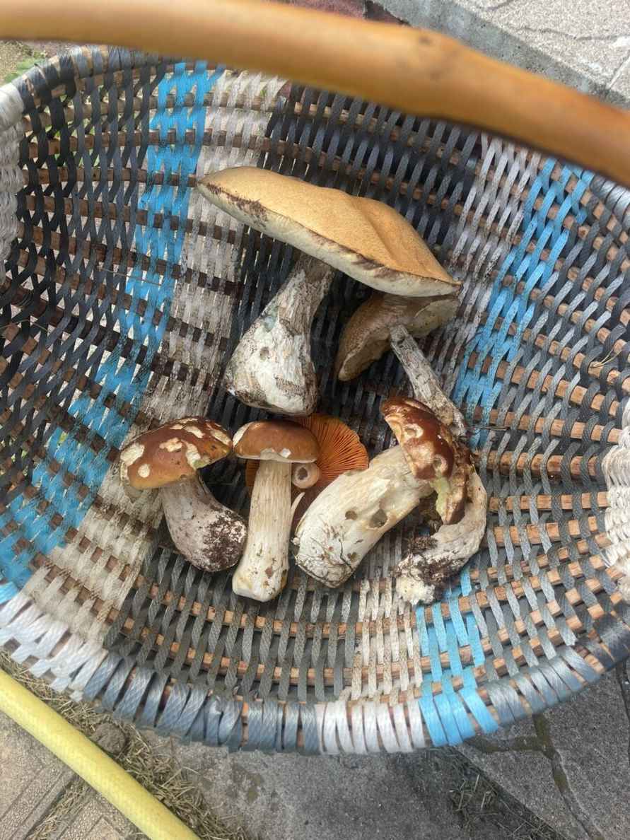 Белорусские грибники пожаловались на «абсолютно пустой» лес. А в каких областях объявили «подосиновиковый бум»?