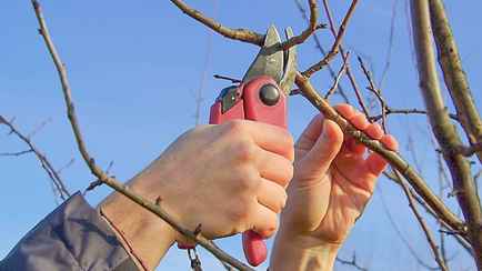 Эти 5 видов растений белорусам посоветовали не обрезать осенью – «Не зацветут и даже погибнут!»