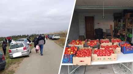 Польские фермеры начали массово бесплатно раздавать свой урожай