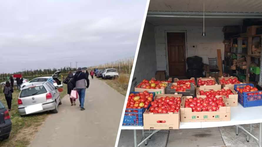 Польские фермеры начали массово бесплатно раздавать свой урожай