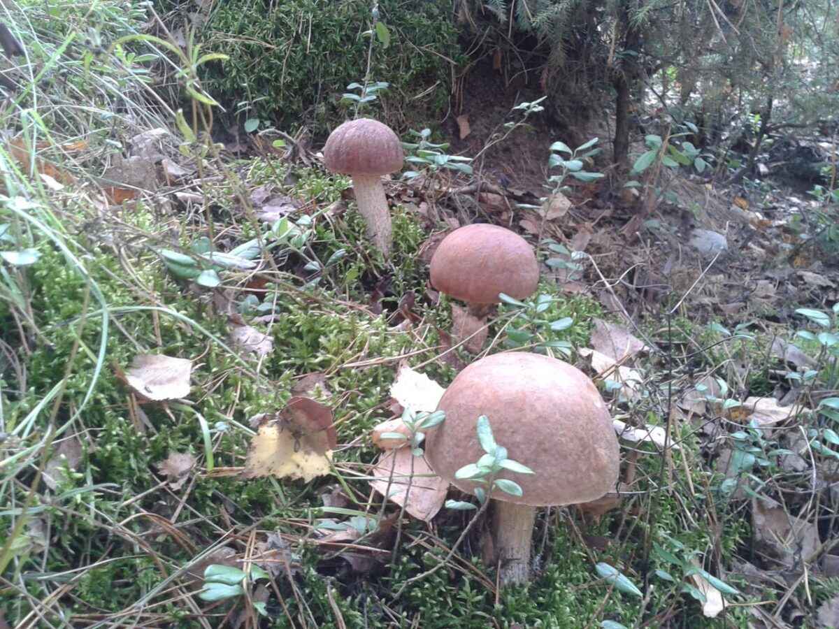 Белорусские грибники пожаловались на «абсолютно пустой» лес. А в каких областях объявили «подосиновиковый бум»?