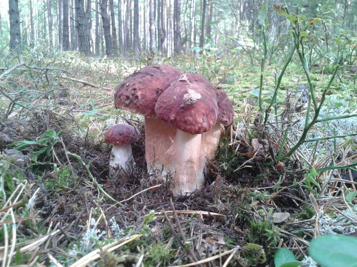 Белорусские грибники пожаловались на «абсолютно пустой» лес. А в каких областях объявили «подосиновиковый бум»?