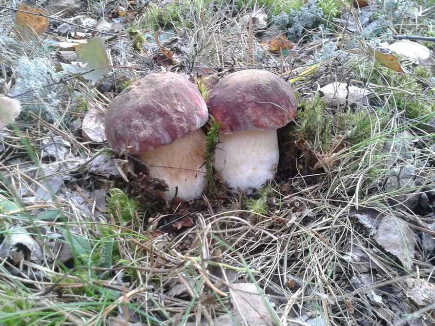 Белорусские грибники пожаловались на «абсолютно пустой» лес. А в каких областях объявили «подосиновиковый бум»?