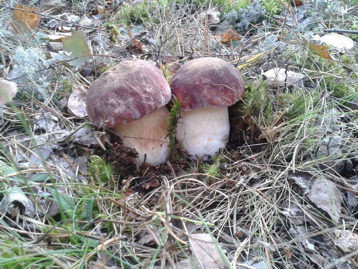 Белорусские грибники пожаловались на «абсолютно пустой» лес. А в каких областях объявили «подосиновиковый бум»?