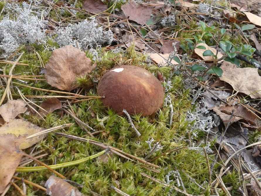 Белорусские грибники пожаловались на «абсолютно пустой» лес. А в каких областях объявили «подосиновиковый бум»?