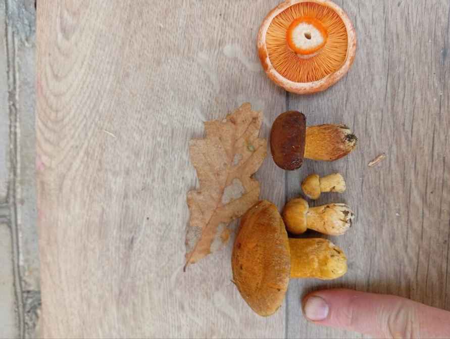 «В лесу мало, а тут попадаются» - Грибник показал, где белорусам набрать полные корзины белых в начале октября