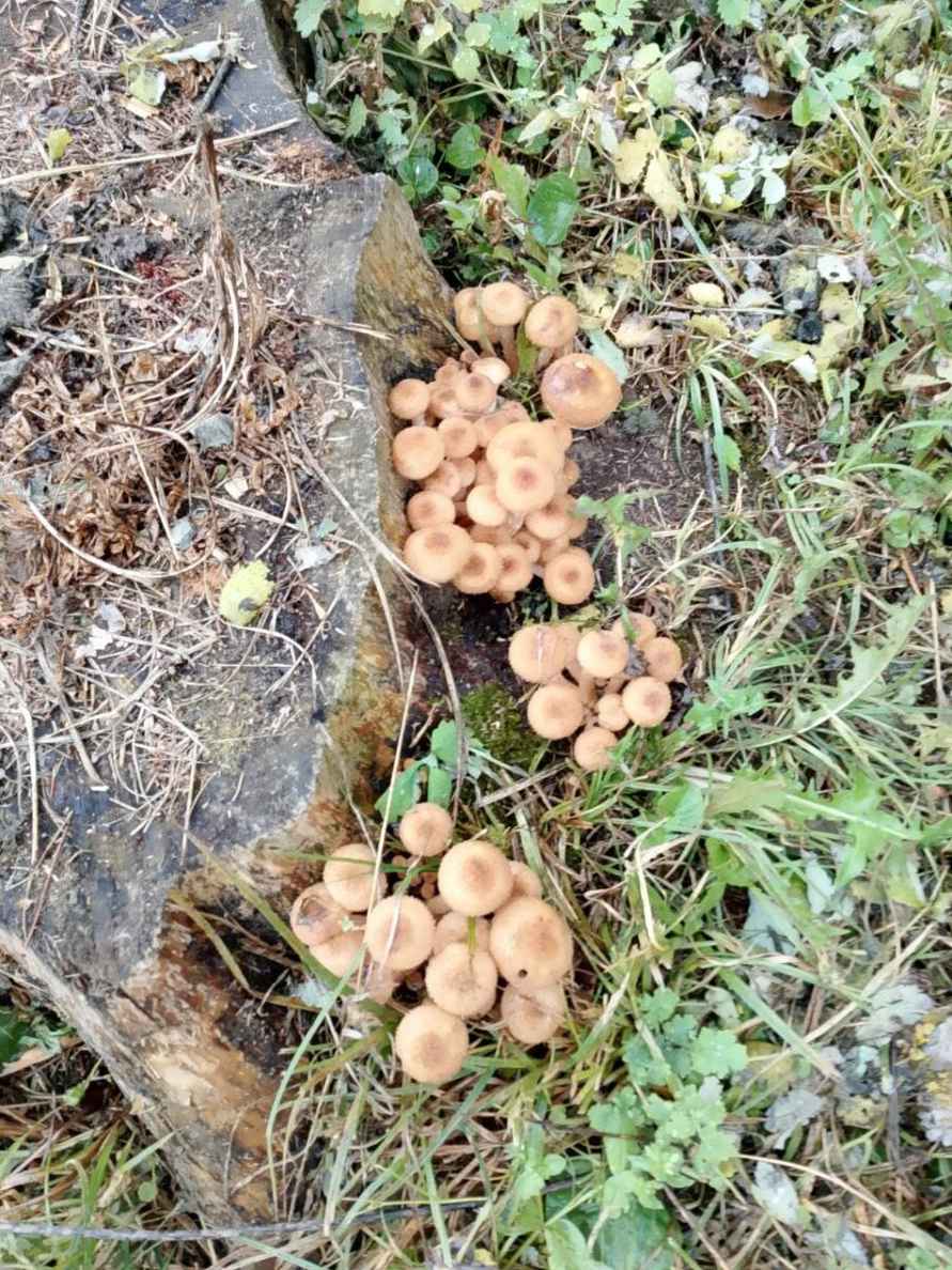 Что-то начинается – Центр и восток Беларуси включились в грибную охоту. Где пошли вешенки, маслята и опята?