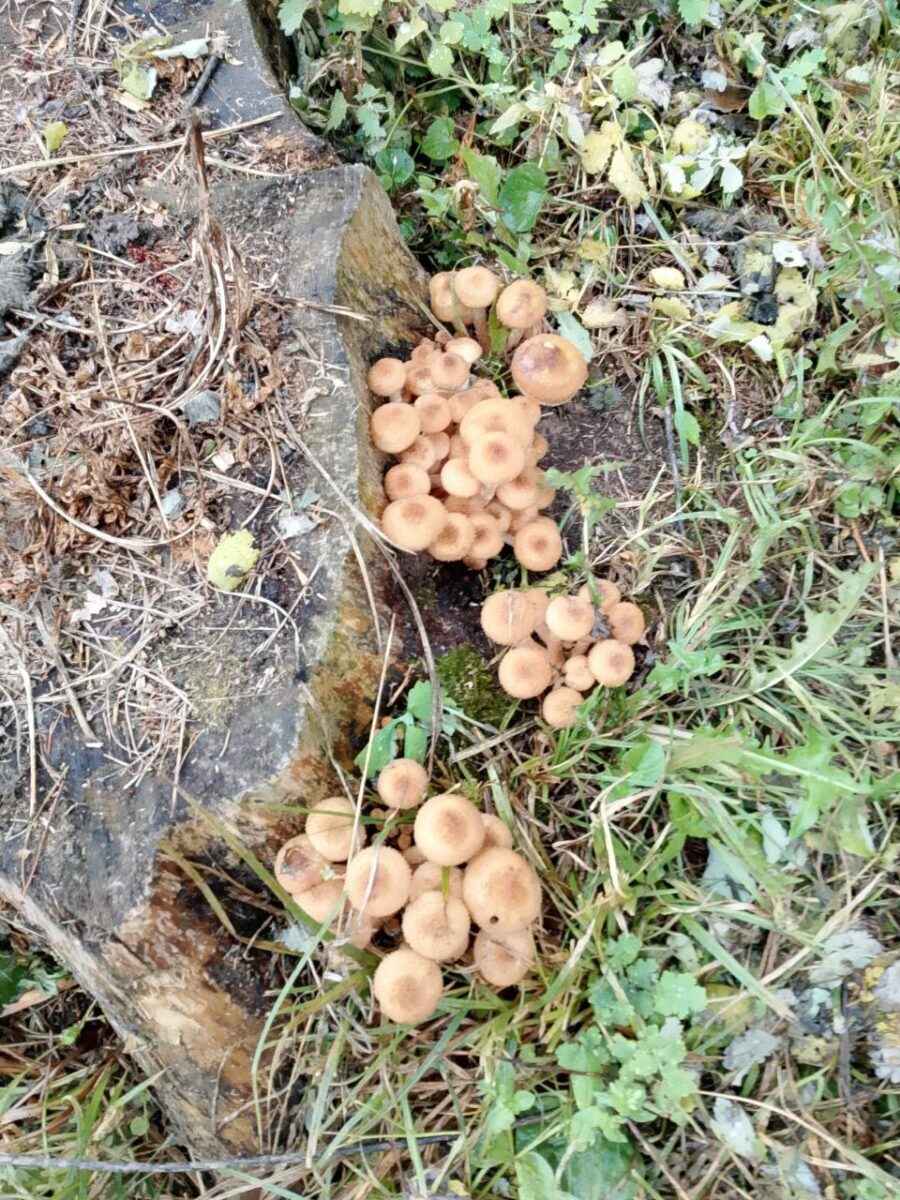 Что-то начинается – Центр и восток Беларуси включились в грибную охоту. Где пошли вешенки, маслята и опята?