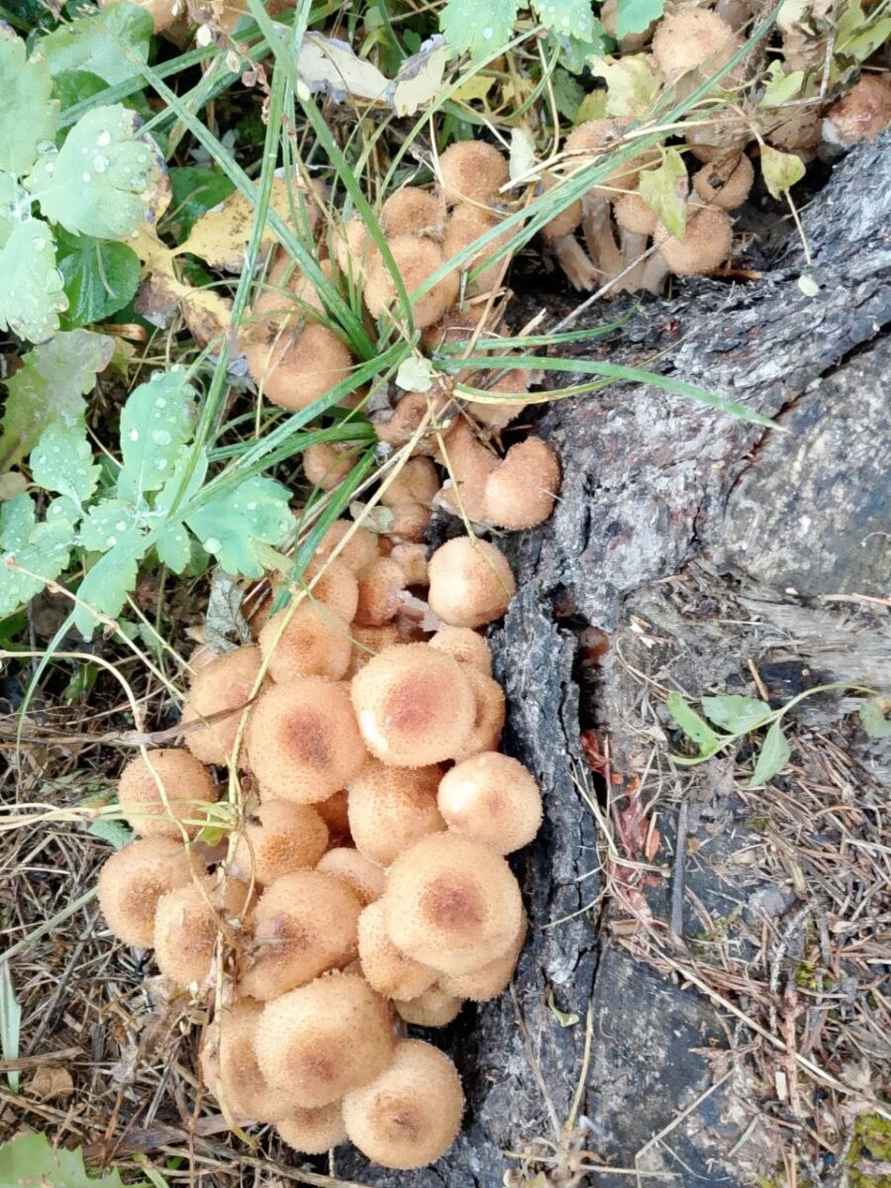 Что-то начинается – Центр и восток Беларуси включились в грибную охоту. Где пошли вешенки, маслята и опята?