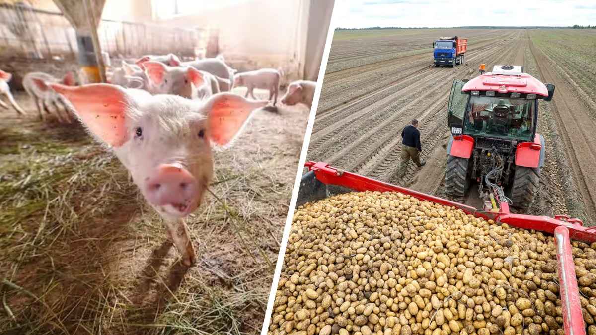 В Беларуси снизилось производство мяса и поголовье. А что с овощами и картошкой?
