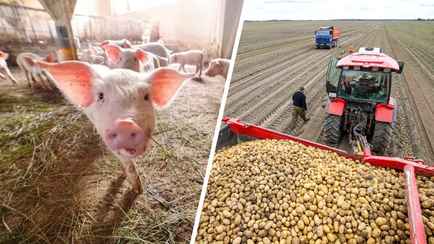 В Беларуси снизилось производство мяса и поголовье. А что с овощами и картошкой?