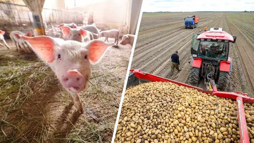 В Беларуси снизилось производство мяса и поголовье. А что с овощами и картошкой?