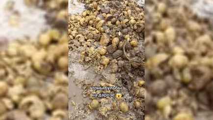 Под Новогрудком дорогу «отремонтировали» с помощью картошки — «По-шляхетски»