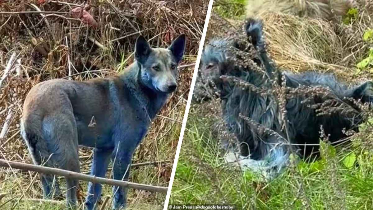 В Чернобыльской зоне обнаружили ярко-синих собак