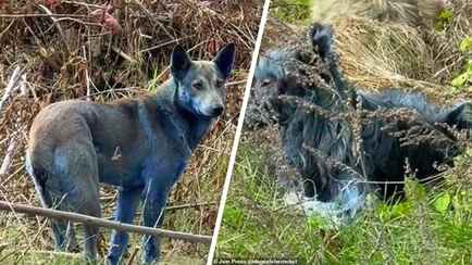 Загадка синих собак в Чернобыле раскрыта. И это не радиация