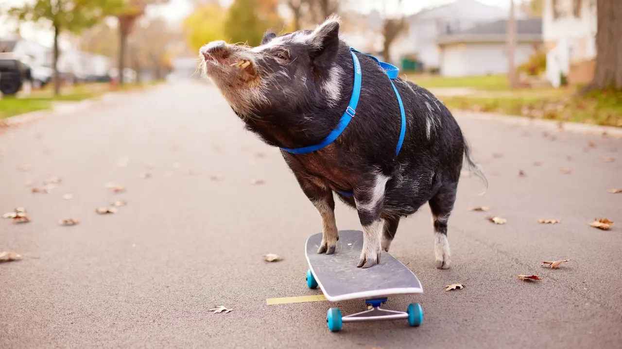 Поросенок-скейтбордист попал в Книгу рекордов Гиннесса и стал звездой интернета
