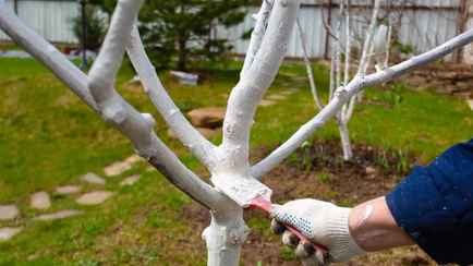 Пора белить яблони? Опытные садоводы объяснили, как избежать 3 ошибок в ноябре