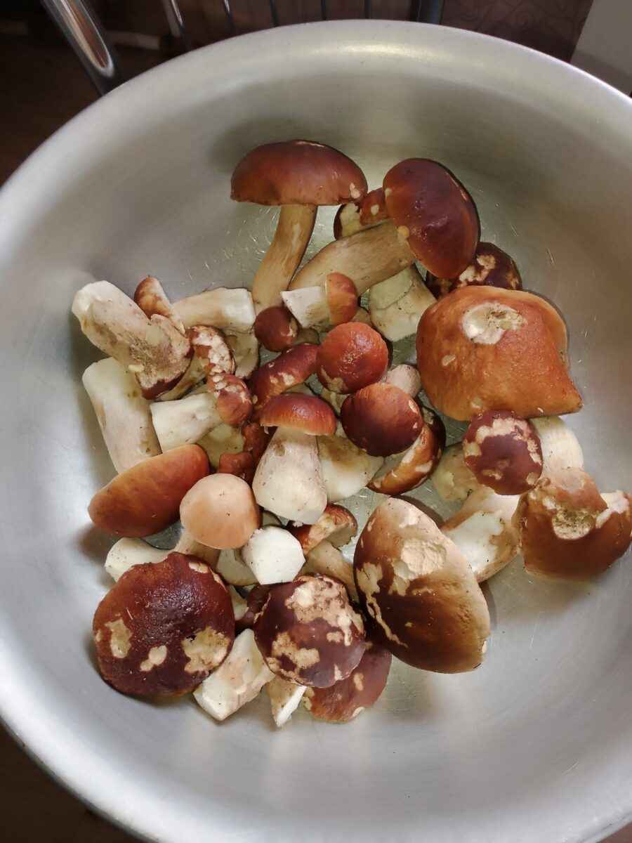 Белорусские грибники пожаловались на «абсолютно пустой» лес. А в каких областях объявили «подосиновиковый бум»?