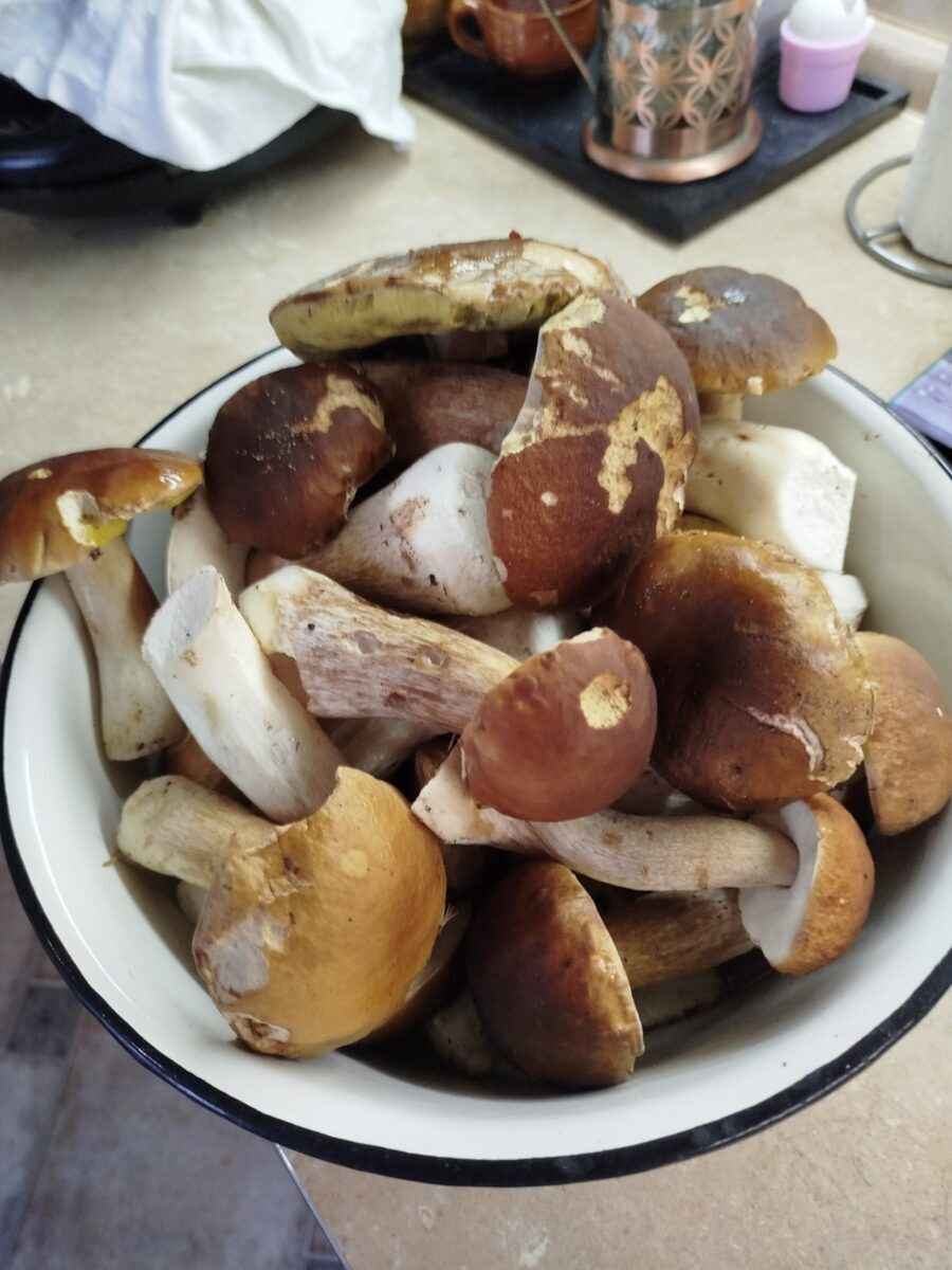 Белорусские грибники пожаловались на «абсолютно пустой» лес. А в каких областях объявили «подосиновиковый бум»?