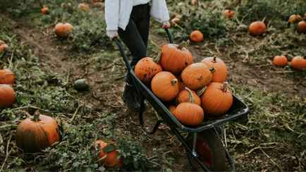«Плати сколько хочешь» — Фермеры в Польше придумали ещё один способ бороться с торговыми сетями