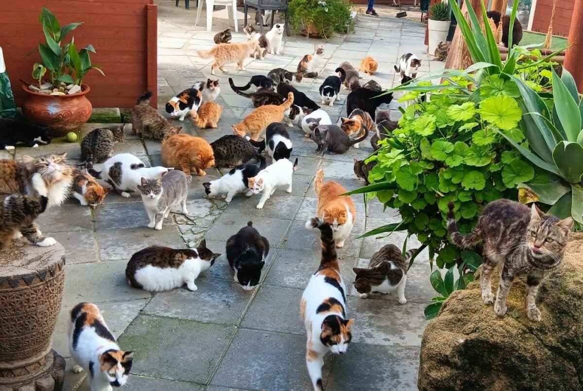 В этой стране количество кошек превысило население людей