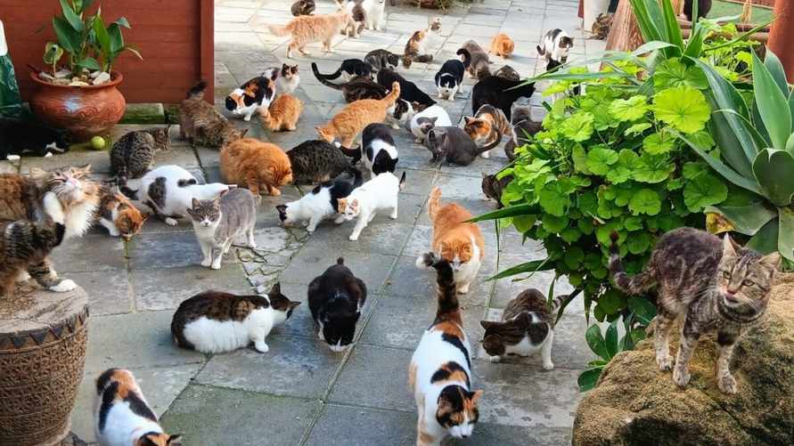 В этой стране количество кошек превысило население людей