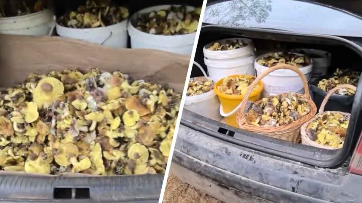 Белорусы показали, где в конце октября вывозят багажниками «самые вкусные грибочки»
