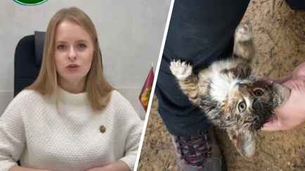 Адвокат обязала белорусов сообщать в милицию о найденных на улице котах. Это зачем?