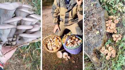 «Что-то начинается» – Центр и восток Беларуси включились в грибную охоту. Где пошли вешенки, маслята и опята?